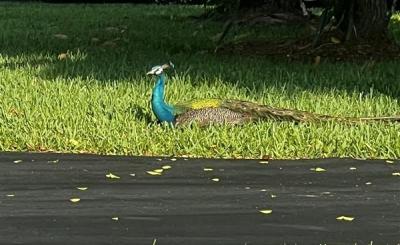 Peacock lying in green grass on sunny day
